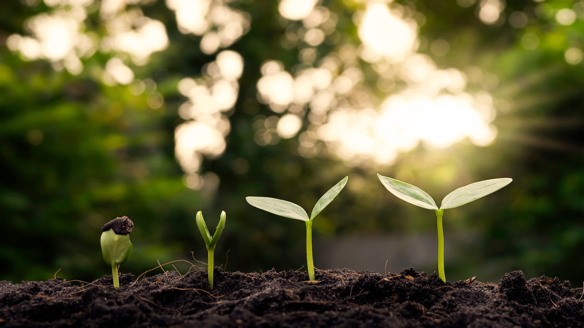 Sprouts Growing from the Ground 